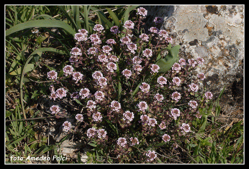 Aethionema saxatile / Erba storna carnicina